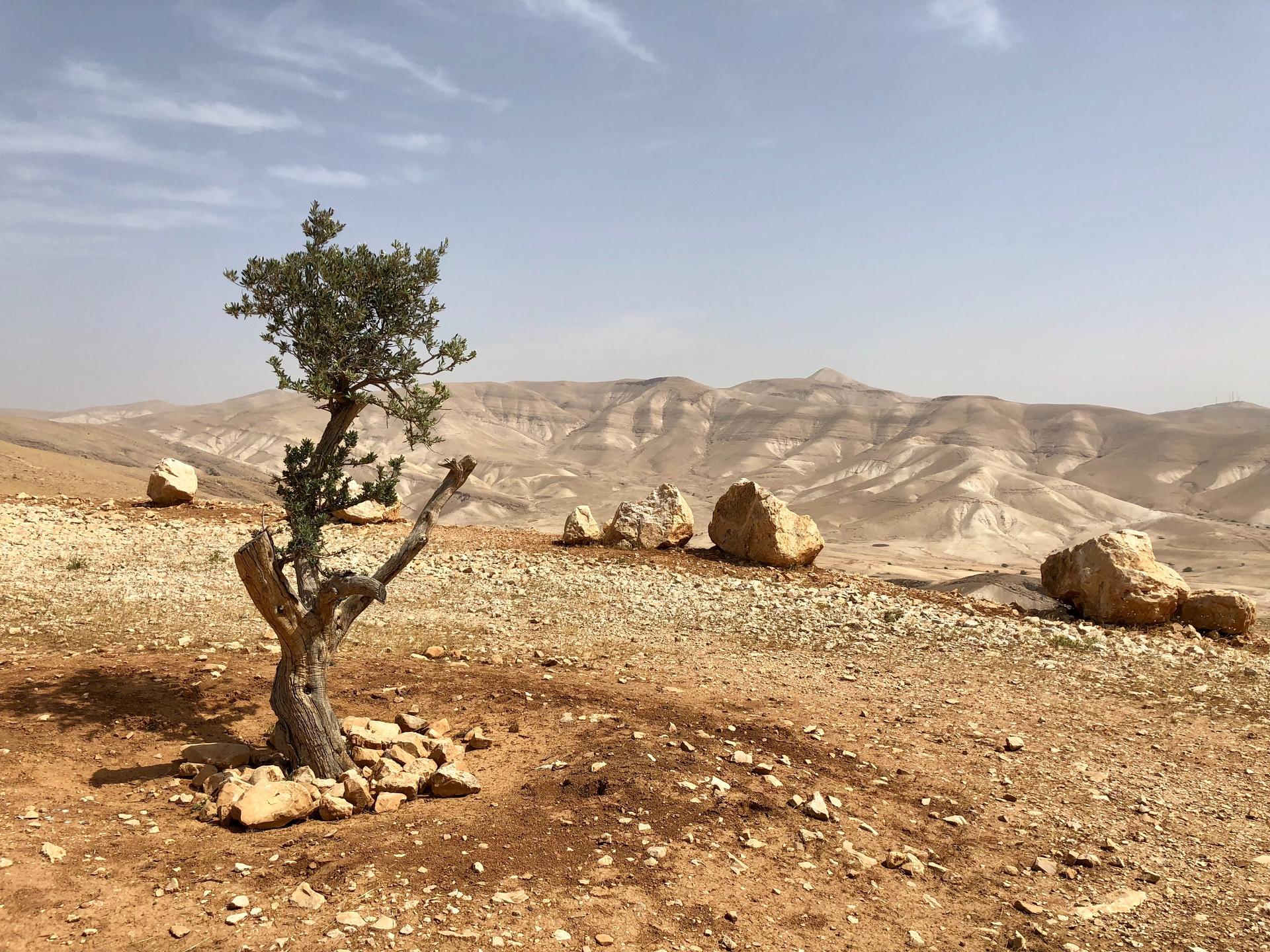  في ذكرى يوم الأرض الخالد في فلسطين
